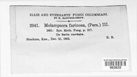 Melampsora caprearum image